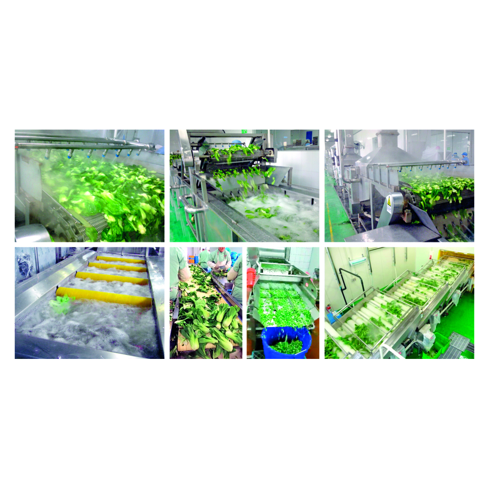 Green Vegetable Washing and Blanching Line