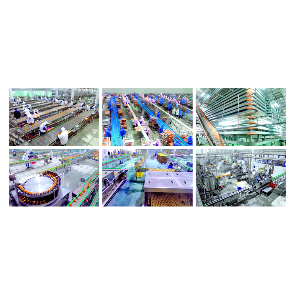 Canned Mandarin Orange Production Line image